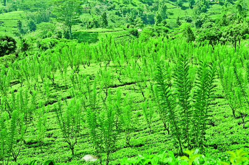 紅茶イベント第二回目開催のお知らせです(終了)