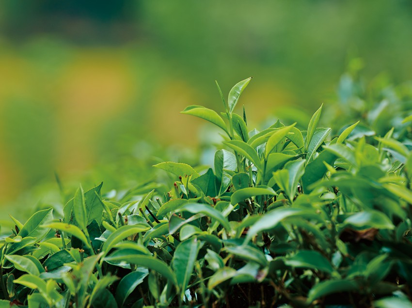 ゴールデンウィークは「青山紅茶フェア」へ（終了）